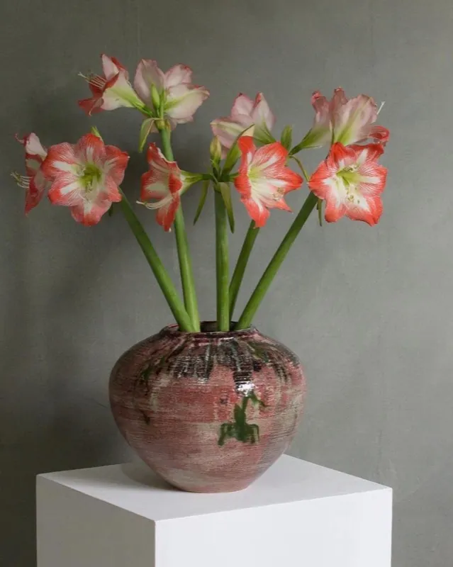 Pink amaryllis blooms in a rust-glazed vessel
