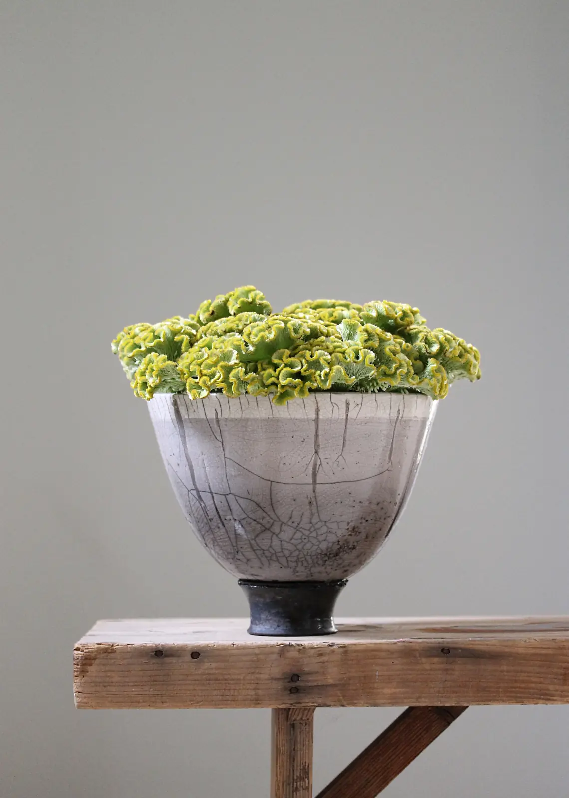 A crackled raku footed bowl heaped with chartreuse celosia on a wooden bench