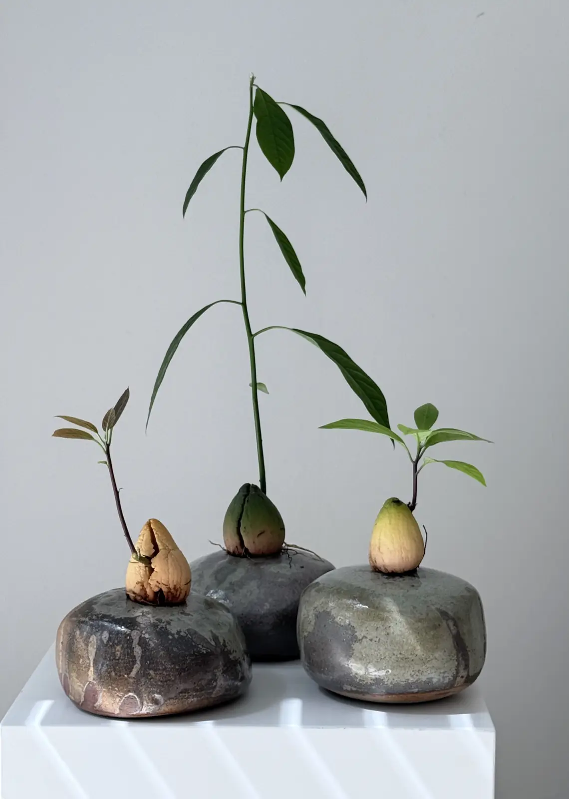 Three rounded raku vessels cradling avocado seedlings on a plinth